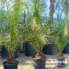 Phoenix Canariensis - Daktyloweic Kanaryjski 140-180cm